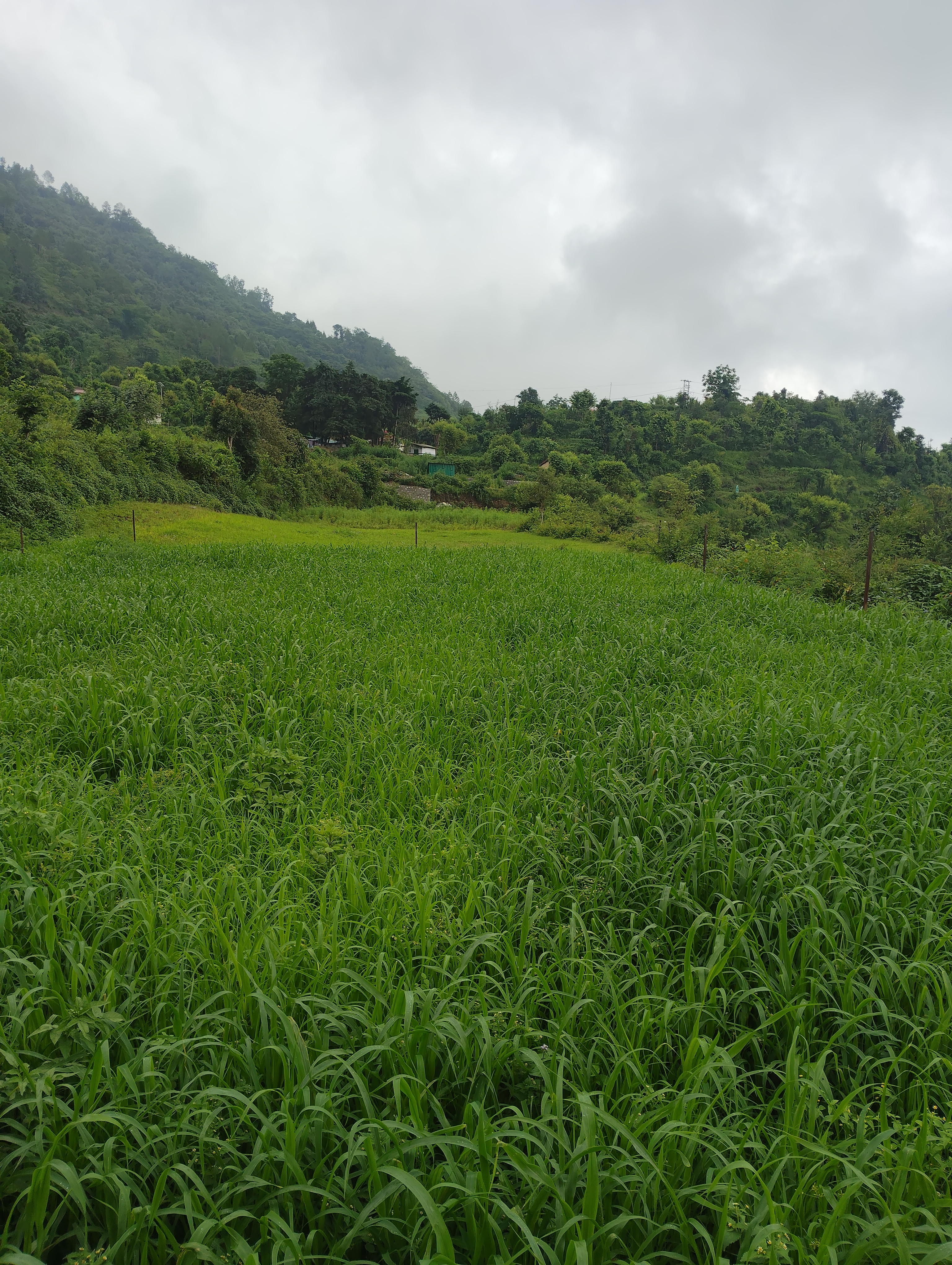 Plot For Sale in Naukuchiatal