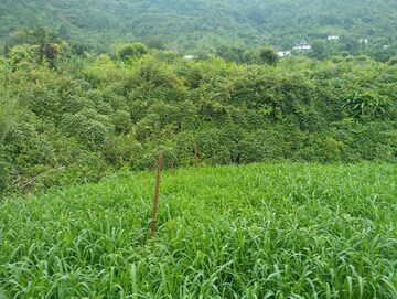  Plot – Garden View at Naukuchiatal - for Sale