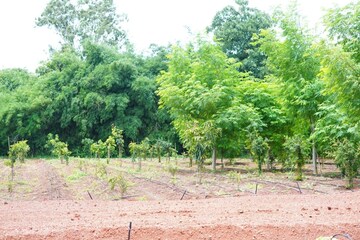 Plot Area in  Plot at Nawabpet – for Sale