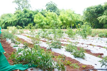  Plot – Garden View at Nawabpet - for Sale