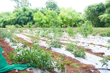  Plot – Garden View at Nawabpet - for Sale