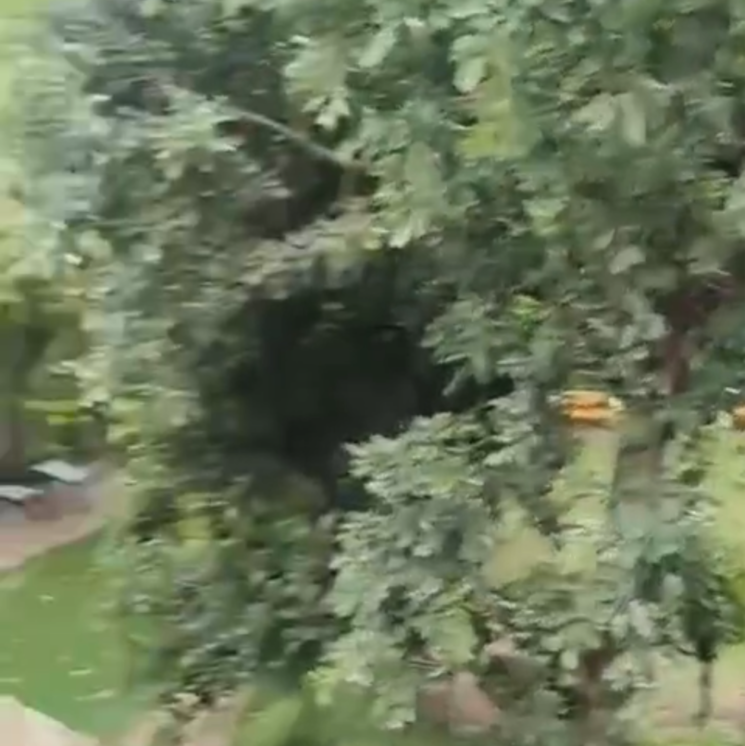 Garden, malviya nagar 3 Bedroom 1800 Sq.Ft. Builder Floor In Malviya Nagar Delhi 9169977