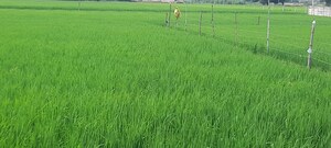 Plot Area in  Plot at Gosainganj – for Sale