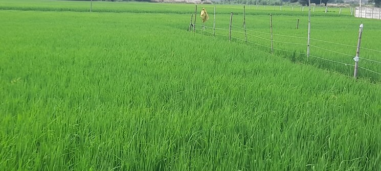 undefined, gosainganj  1500 Sq.Ft. Plot In Gosainganj Lucknow 9174008