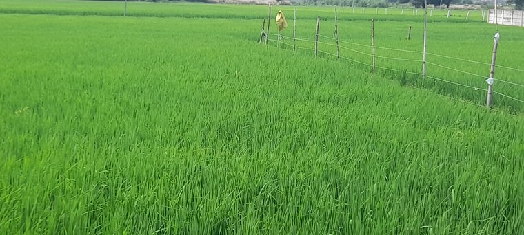 undefined, gosainganj  1500 Sq.Ft. Plot In Gosainganj Lucknow 9174008