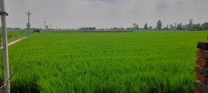 Plot Area in  Plot at Gosainganj – for Sale