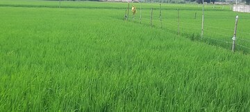  Plot For Sale in Gosainganj
