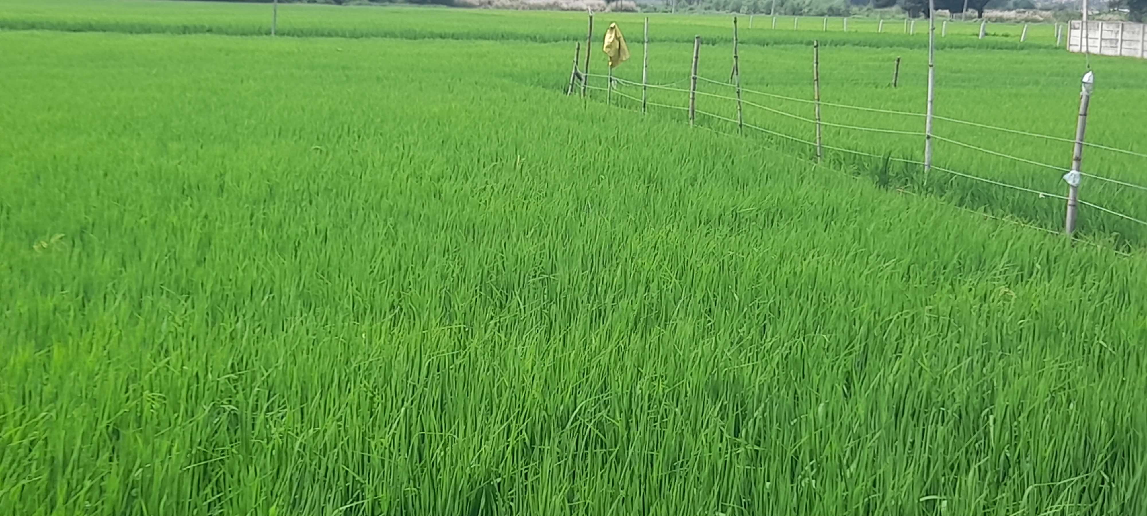 Plot For Sale in Gosainganj