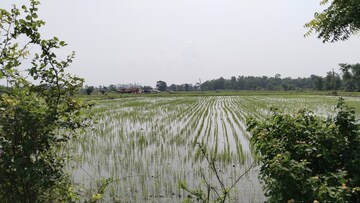 Plot Area in  Plot at Kumhari – for Sale