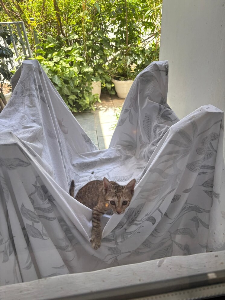 Balcony, ireo-skyon 2 Bedroom 1524 Sq.Ft. Apartment In Sector 60 Gurgaon 9182525