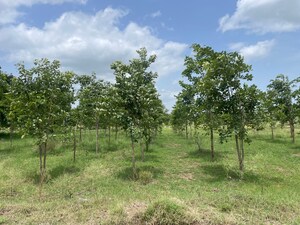  Plot For Sale in Raigiri