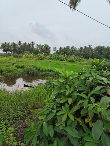  Plot For Sale in Vasai West