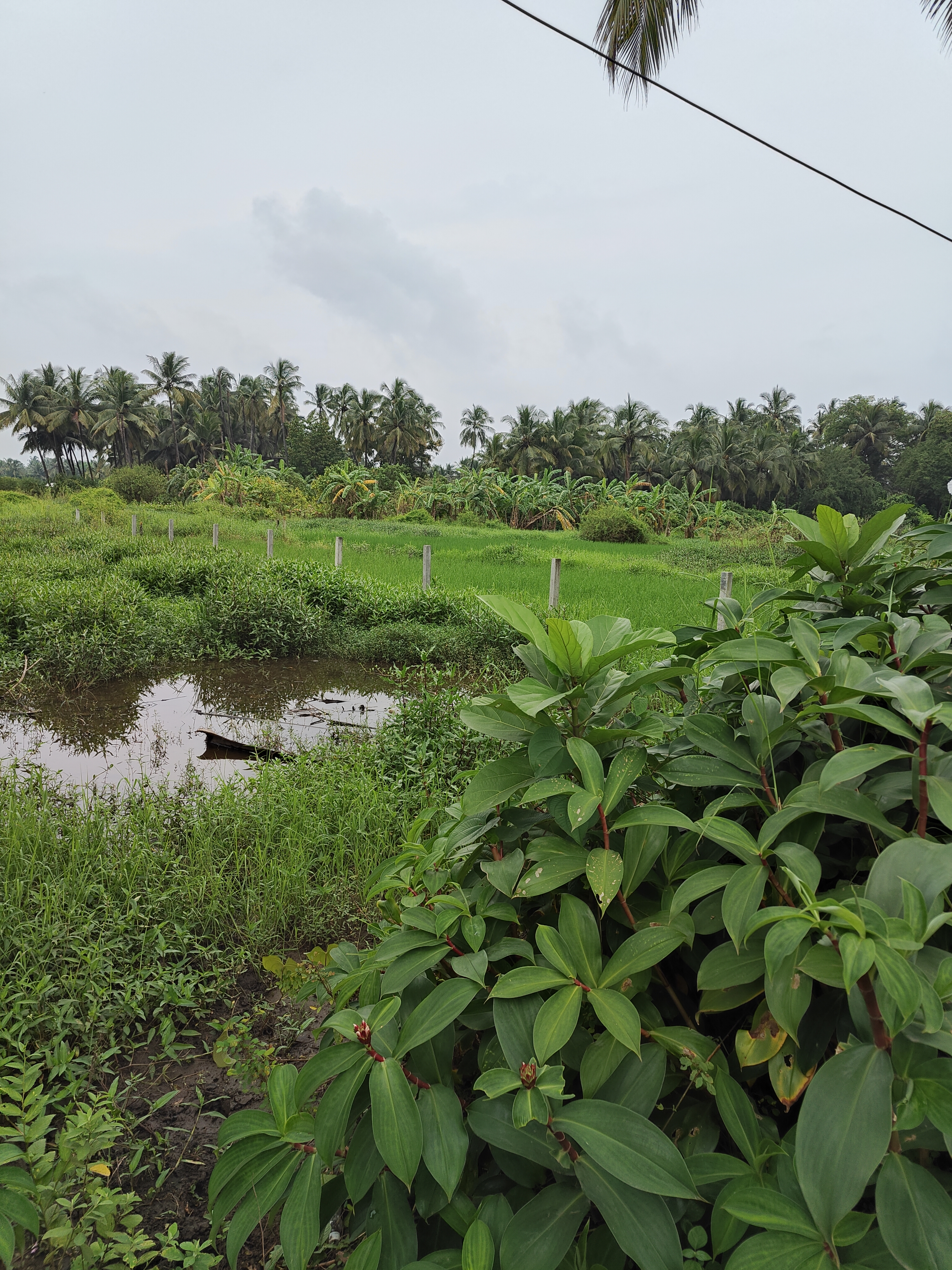 Plot For Sale in Westpalmmerces
