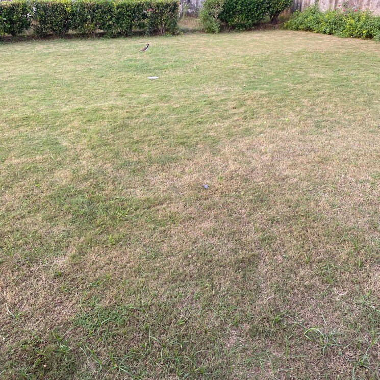Garden, sector 85  300 Sq.Yd. Plot In Sector 85 Faridabad 9185827