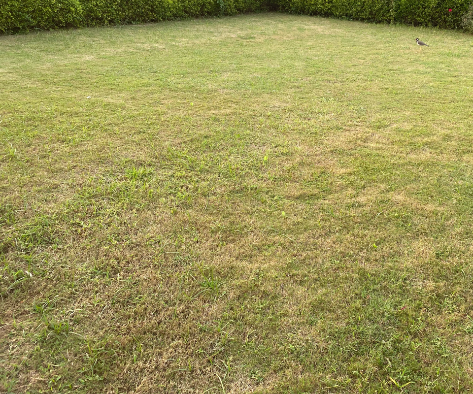 Plot For Sale in Sector 97