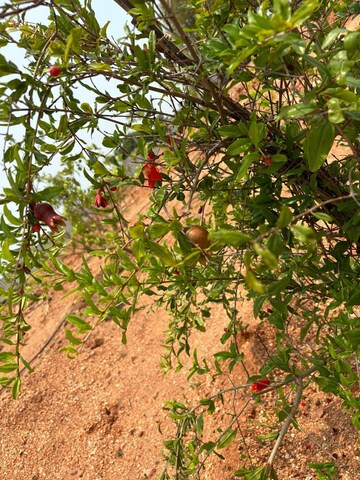  Plot – Garden View at Siyora Spring Fields, Bibinagar - for Sale