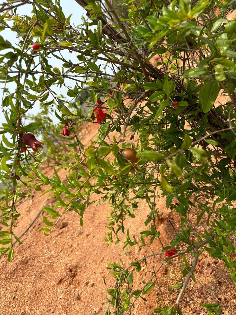 Garden, siyora-spring-fields  200 Sq.Yd. Plot In Bibinagar Hyderabad 9188768