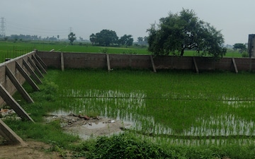 Plot For Sale in Beldarichak