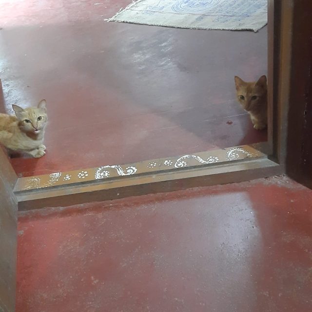 3 BHK + Pooja Room Apartment For Rent in CCI Rivali Park