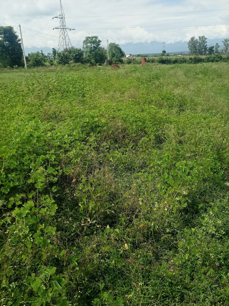 Garden, kalyanpur  1159 Sq.Ft. Plot In Kalyanpur Dehradun 9192657