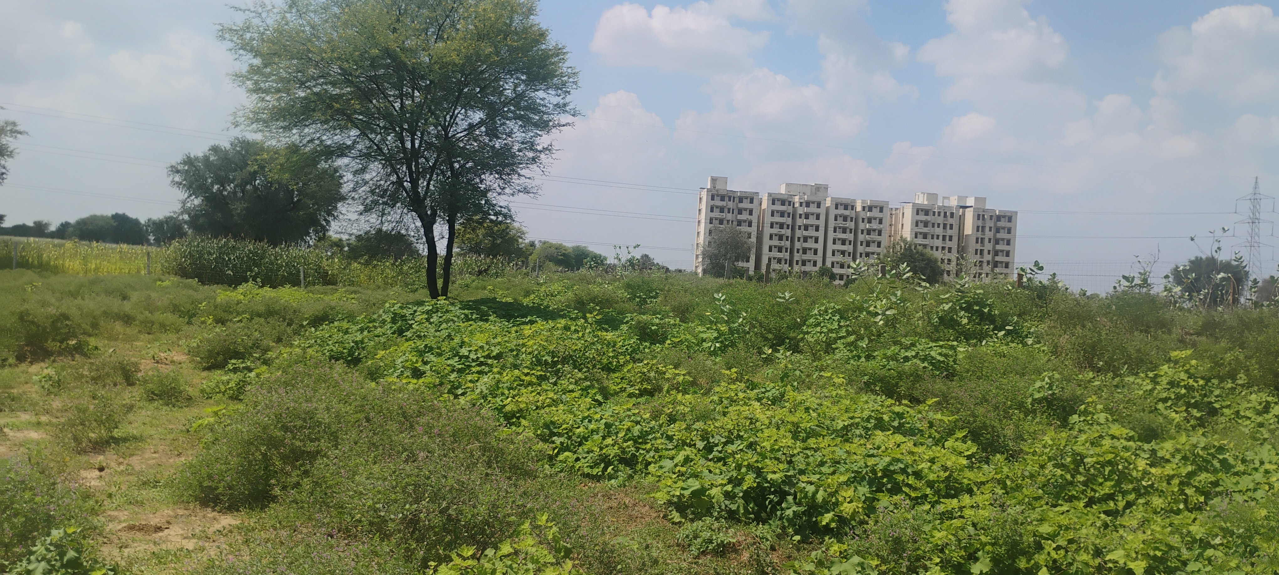 Plot For Sale in Renwal Manji