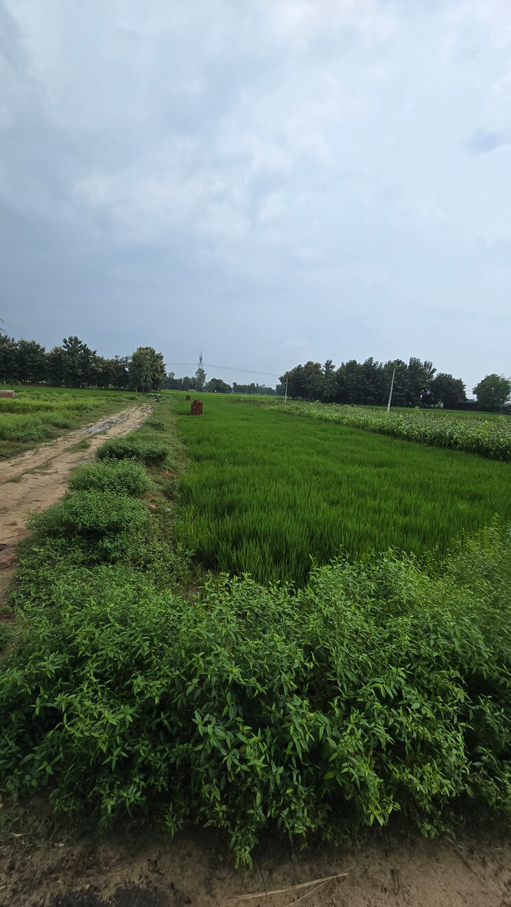 Garden, maniram  1000 Sq.Ft. Plot In Maniram Gorakhpur 9193759