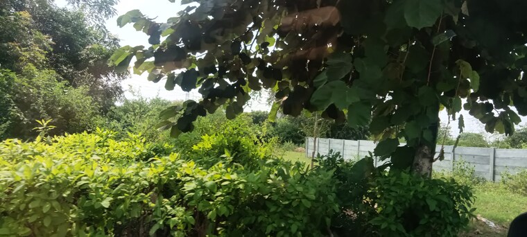 Garden, tdi-city-kundli  400 Sq.Yd. Plot In Kundli Sonipat 9200807