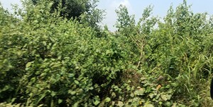  Plot – Garden View at Ansal  Sushant City Sonipat, Sector 61 - for Sale