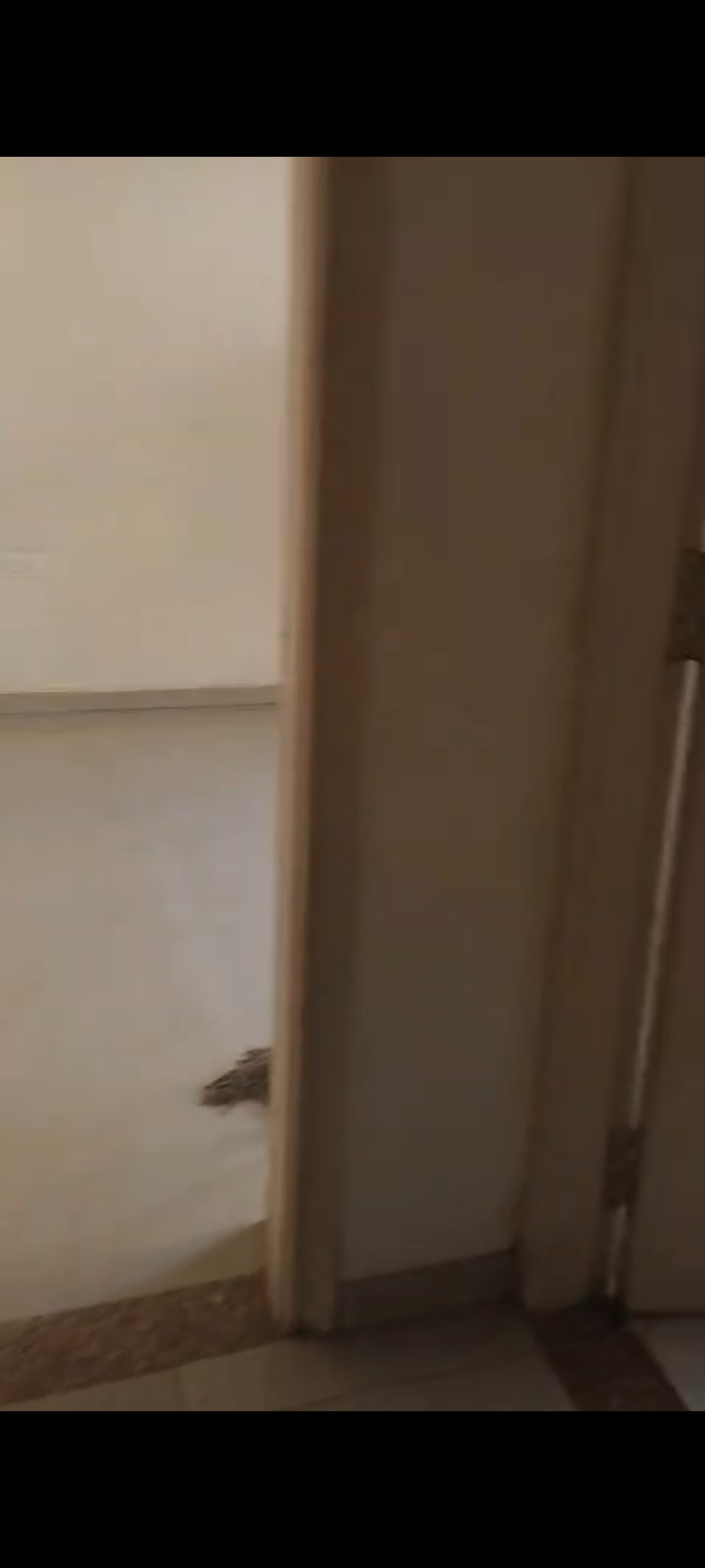 3 BHK + Servant Room Apartment For Rent in Omaxe New Heights