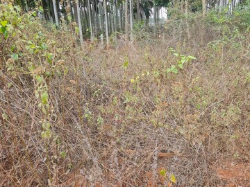  Plot For Sale in Nandi Hills