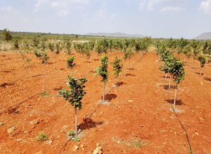  Plot For Sale in Shabad