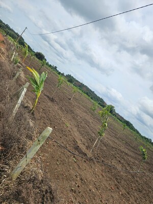 Plot Area in  Plot at Shabad – for Sale