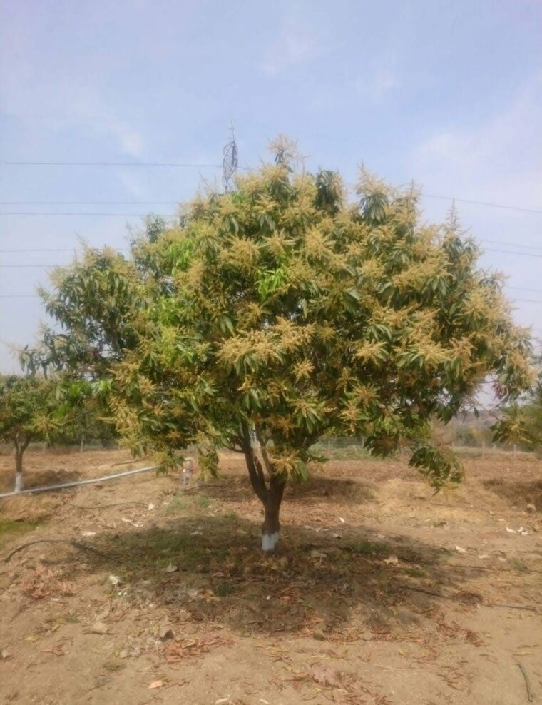 undefined, shamirpet  242 Sq.Yd. Plot In Shamirpet Hyderabad 9205927