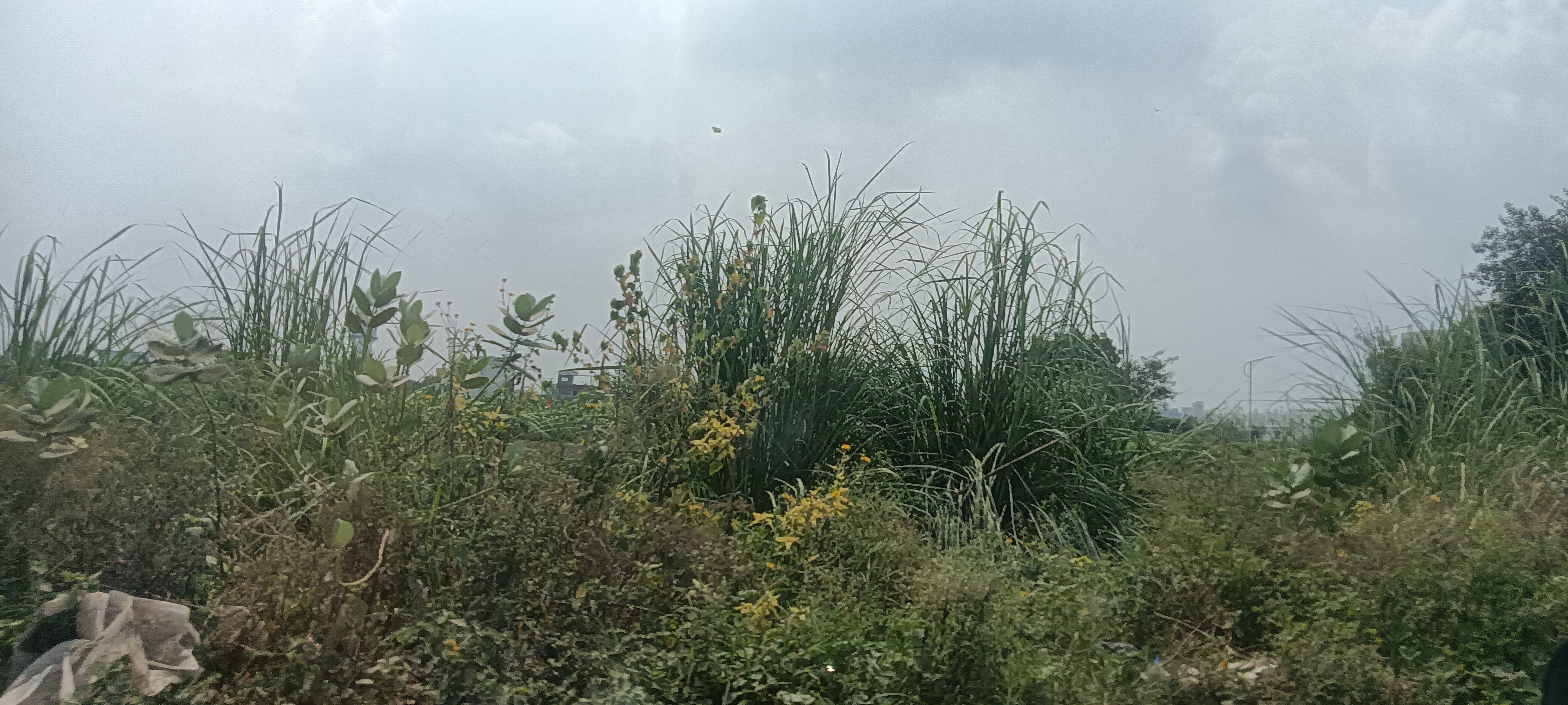 Plot For Sale in TDI City Kundli