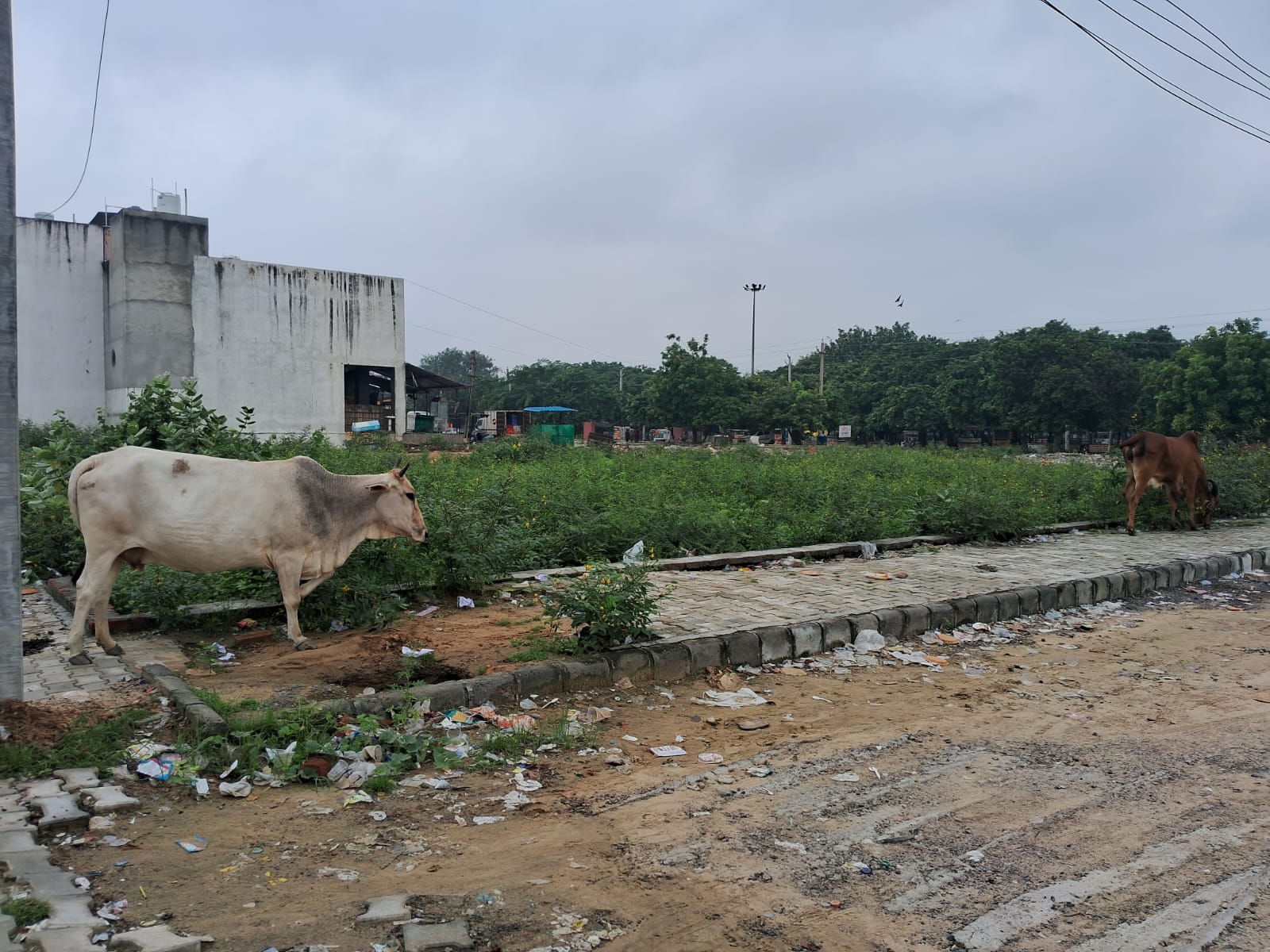 Plot For Sale in Sector 111