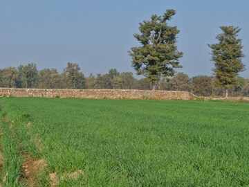 Plot Area in  Land at Ramnagar – for Sale
