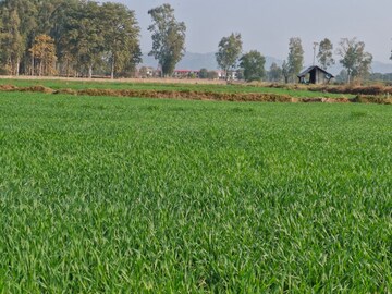  Land – Garden View at Ramnagar - for Sale