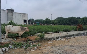 Plot For Sale in Sector 116