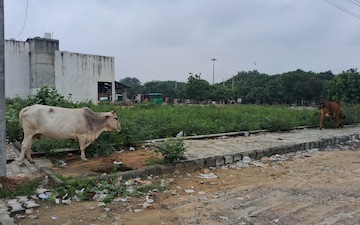 Plot For Sale in Sector 116