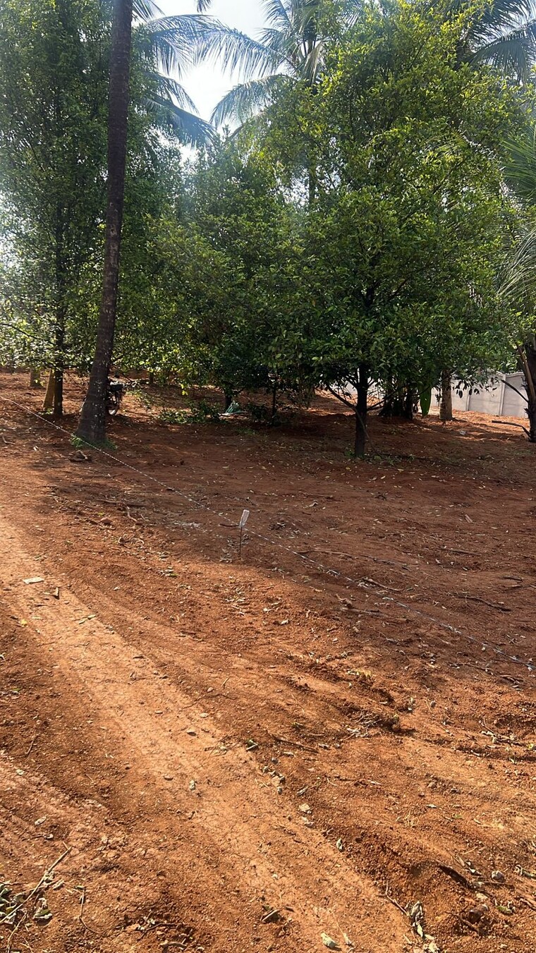 undefined, kolazhy  3049 Sq.Ft. Plot In Kolazhy Thrissur 9216293