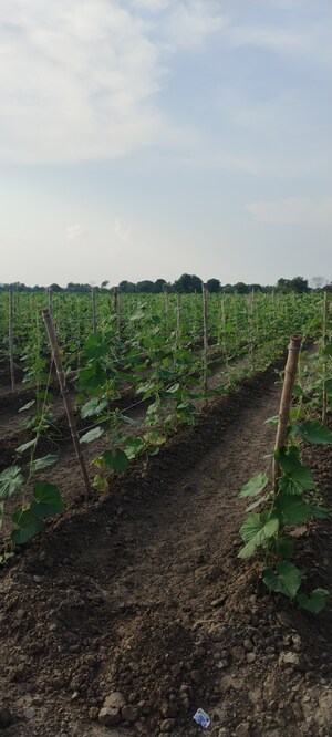  Land For Sale in Chekhla