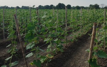 Land For Sale in Chekhla