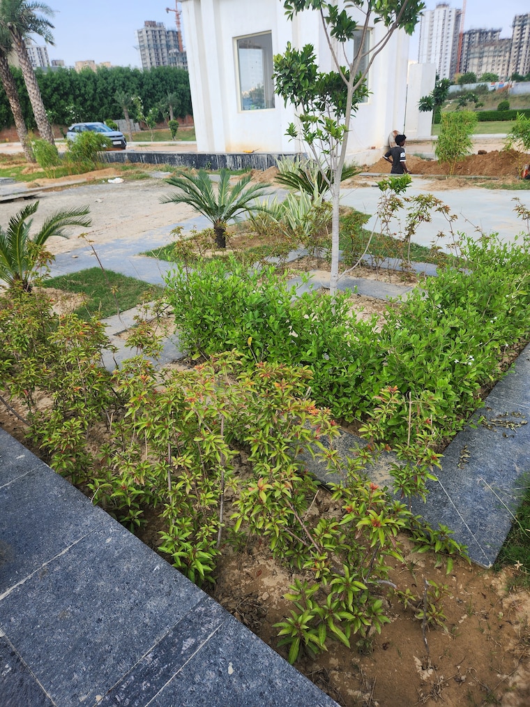 Garden, jms-the-pearl  150 Sq.Yd. Plot In Sector 95 Gurgaon 9223975