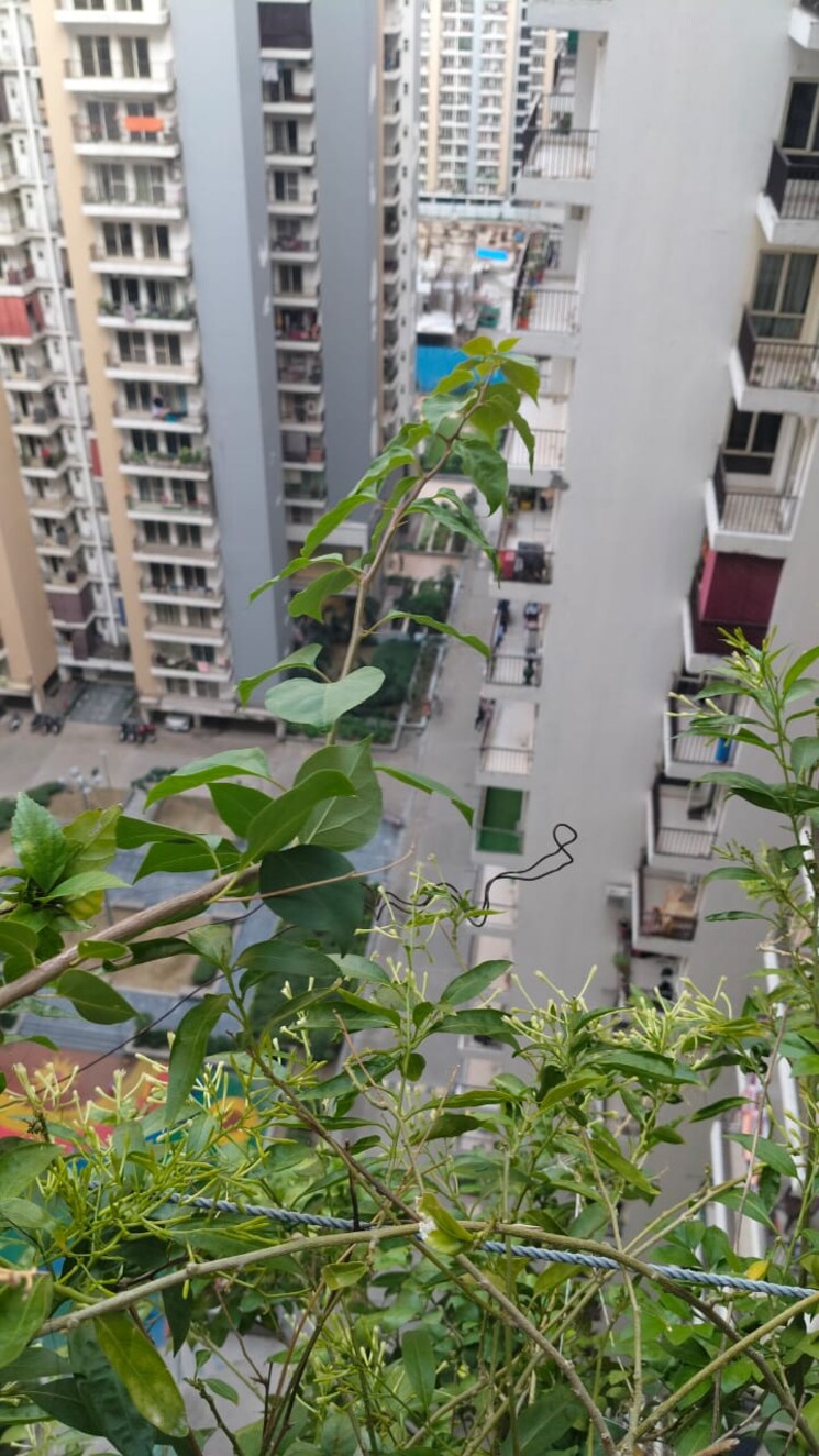 Master Plan, panchsheel-greens-ii 2 Bedroom 915 Sq.Ft. Apartment In Sector 16 Greater Noida Greater Noida 9224013