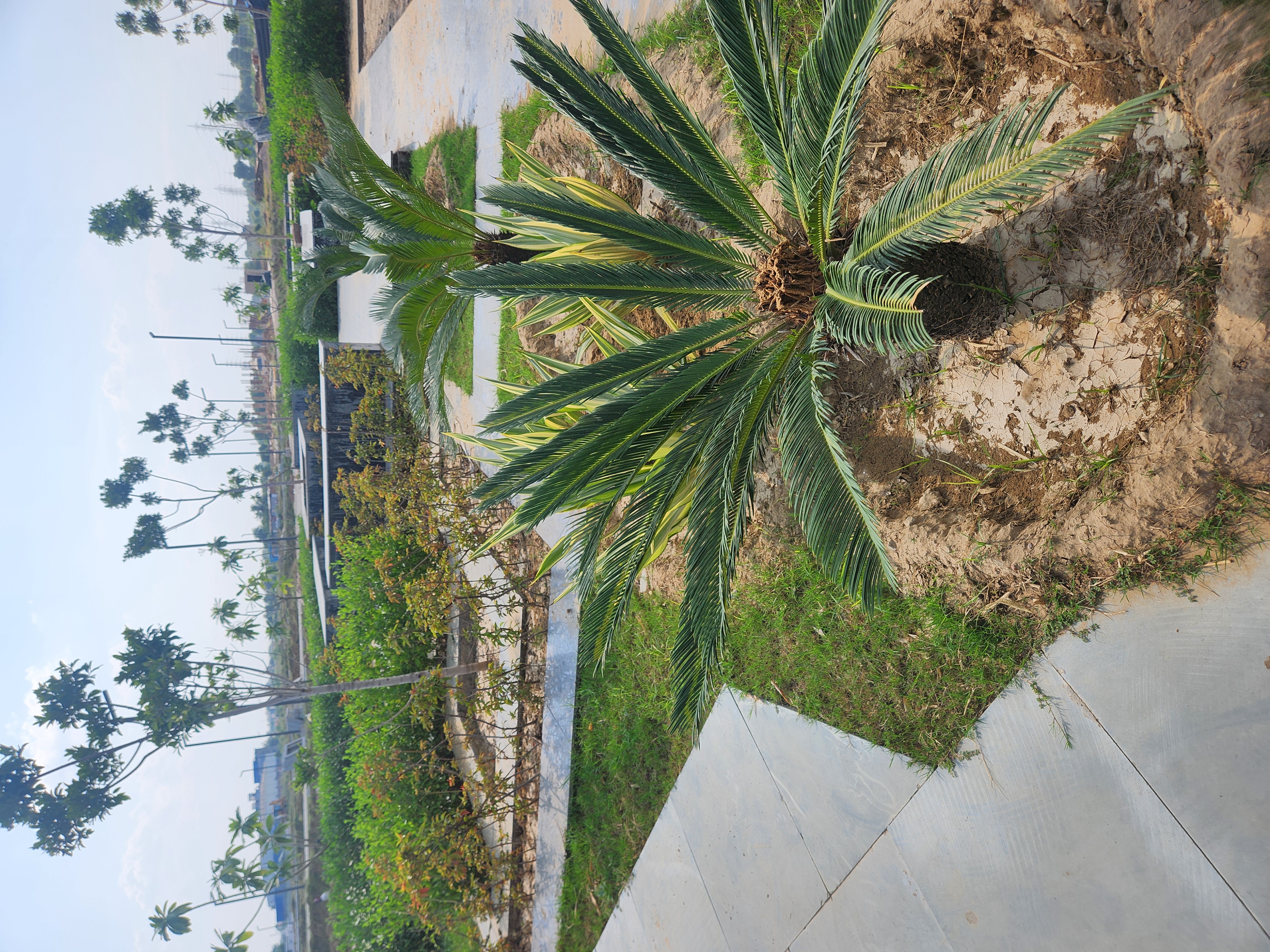 Plot For Sale in JMS The Pearl