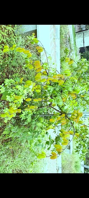  Plot – Garden View at Kumbalgodu - for Sale