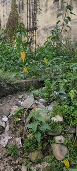 153 Sq.Yd. Plot in Kaulagarh