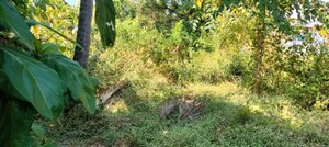  Plot For Sale in Peringavu