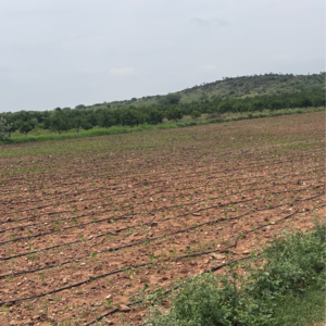 Plot Area in  Land at Vinchipeta – for Sale