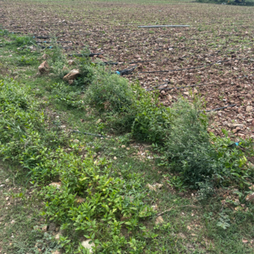  Land – Garden View at Vinchipeta - for Sale